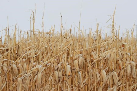 COLUMN-Gradual U.S. corn shipments might stress provide forecasts -Braun