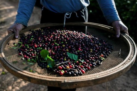 Brazil’s 2021/22 espresso harvest almost over, says consultancy