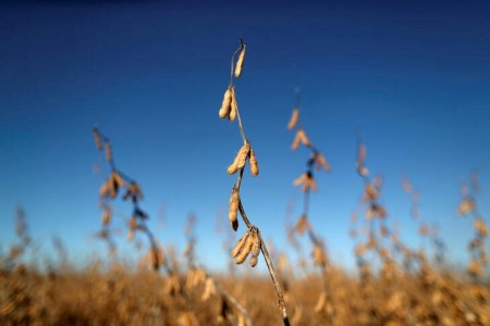 Argentine farmers have offered 26.eight mln tonnes of 2020/21 soy – ags ministry