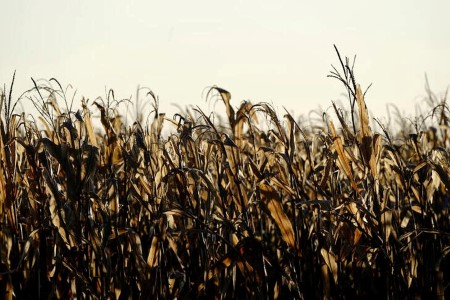 U.S. slashes outlook for corn, soybean harvests