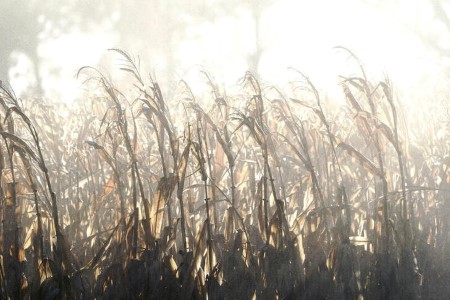 NOPA July U.S. soybean crush seen at 159.062 million bushels -survey