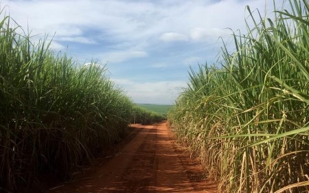 Brazil’s Conab cuts sugar, ethanol forecast amid drought, frosts