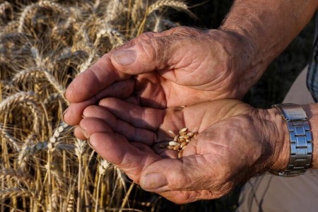 EU crop monitor cuts 2021 tender wheat yield forecast