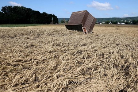 German 2021 wheat crop to fall 3.6% after opposed climate – ministry