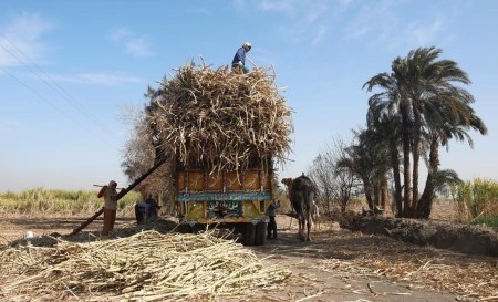 Egypt says sugar self-sufficiency reaches 89%