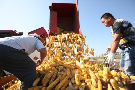 GRAINS-Corn rebounds from 1-week low, however USDA crop report caps good points