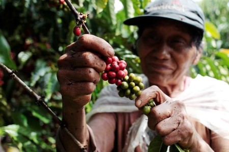 SOFTS-Robusta espresso hits four-year excessive, whereas sugar slips