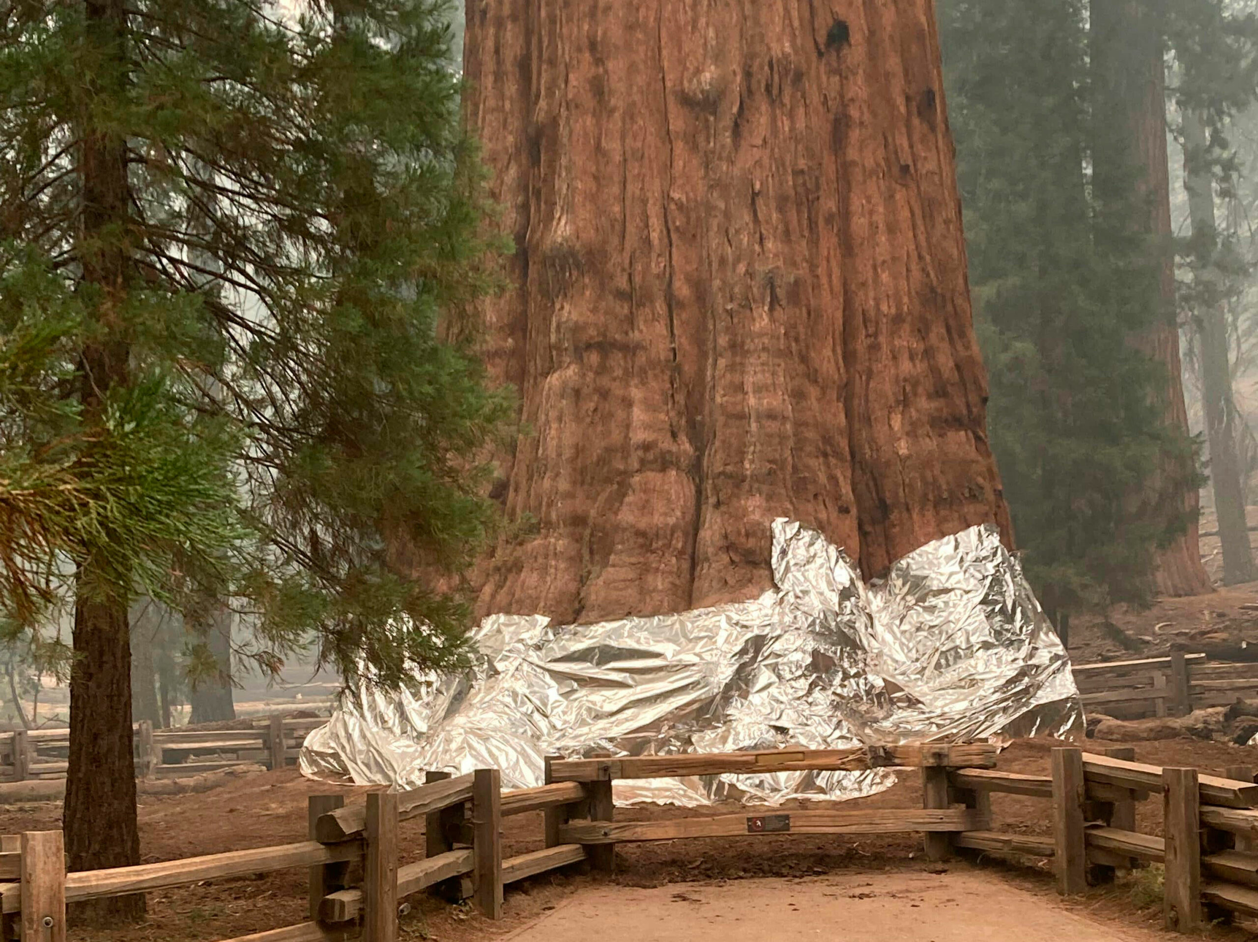 California crews wrap trees fireproof blankets