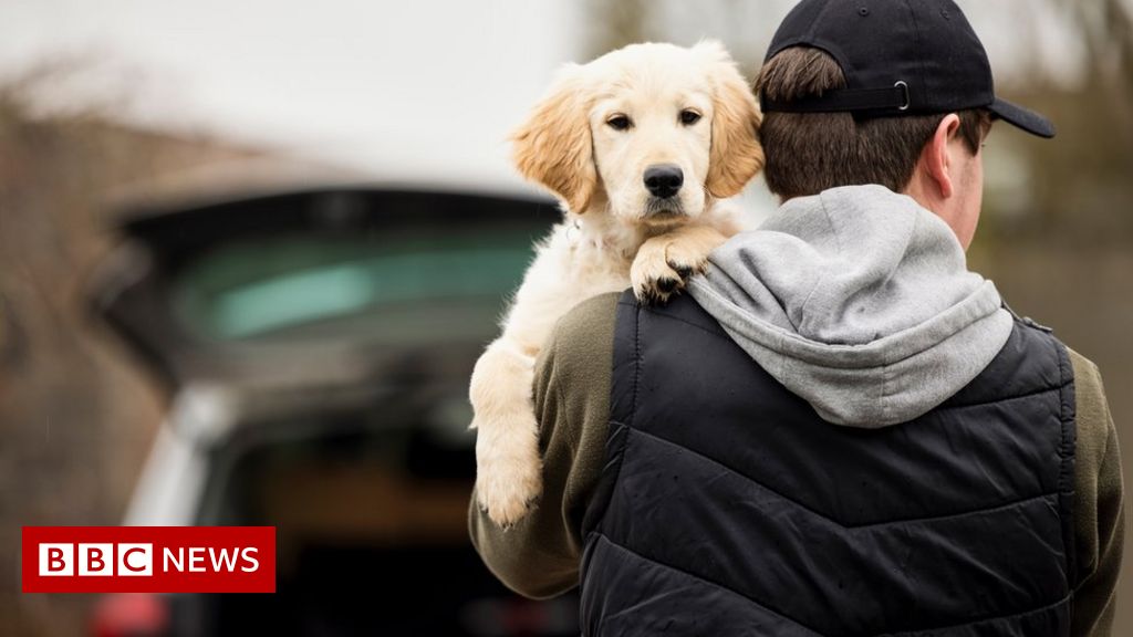 Pet abduction to be made new prison offence in England