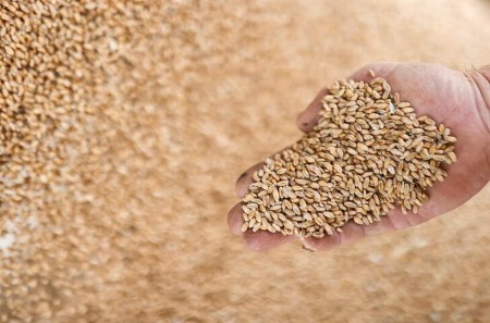 GRAINS-Wheat steadies after slide; corn, soybeans keep weak