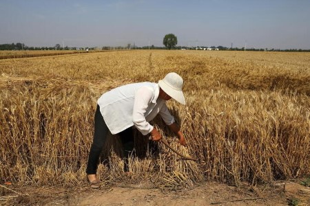 Asia wheat crunch to persist as farmers maintain off for higher costs