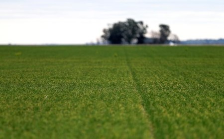 Rains in Argentine farm belt increase wheat crop forecast