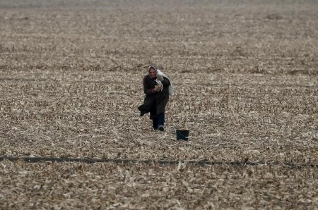 Ukraine begins 2021 corn harvest
