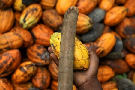 SOFTS-London cocoa hits six-month excessive; uncooked sugar loses 2% in week