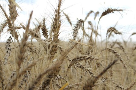 Australia lifts wheat forecast by 17% to close file ranges