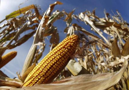 COLUMN-Crop Watch: Yield hopes steady as harvest anticipation builds -Braun