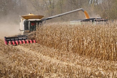 U.S. corn ratings decline, harvest 4% complete; soy ratings flat -USDA