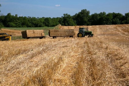 GRAINS-Wheat firms on global supply cuts, weaker U.S. dollar