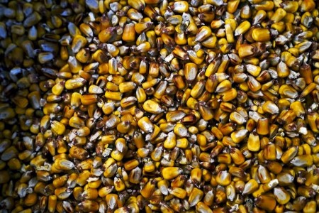 GRAINS-Corn edges lower as bumper supplies weigh