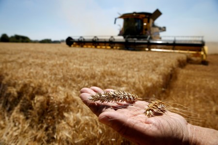 GRAINS-Wheat finds two-week high on strong global demand
