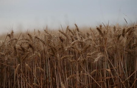 England’s wheat area rises by 31% on last year -ministry