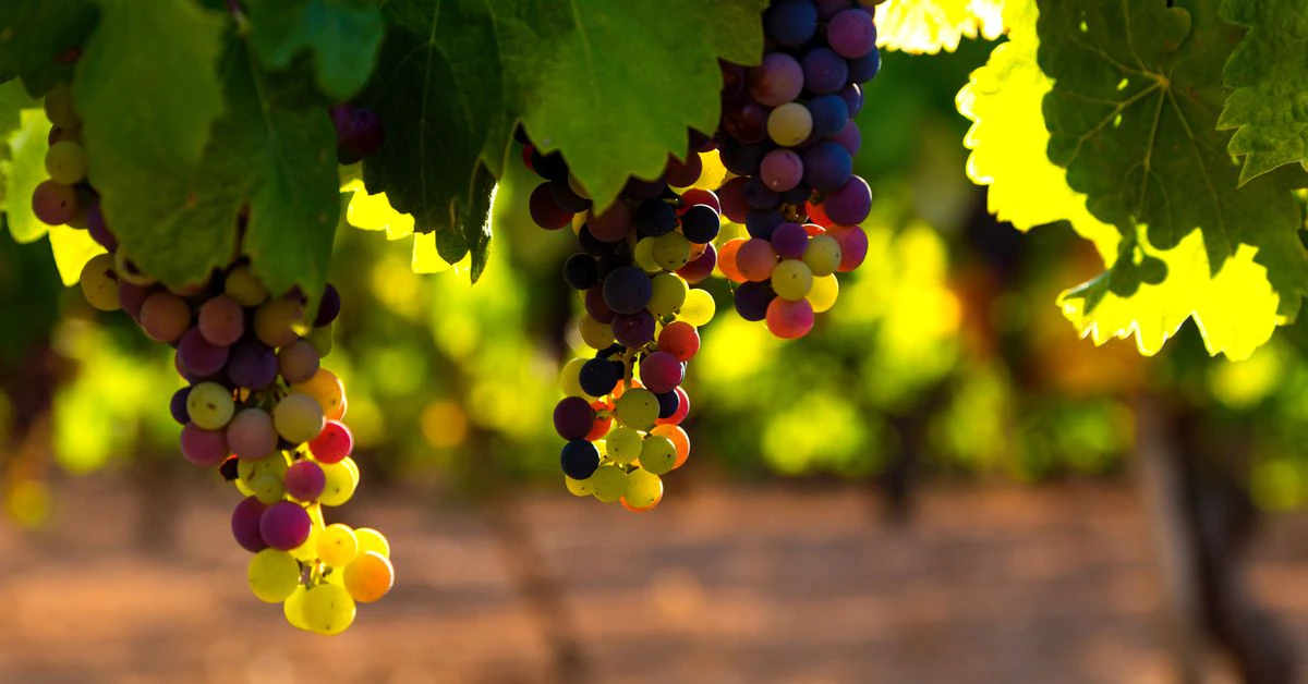 Grape Network, the Startup That Broke Solana, Raises $1.8M