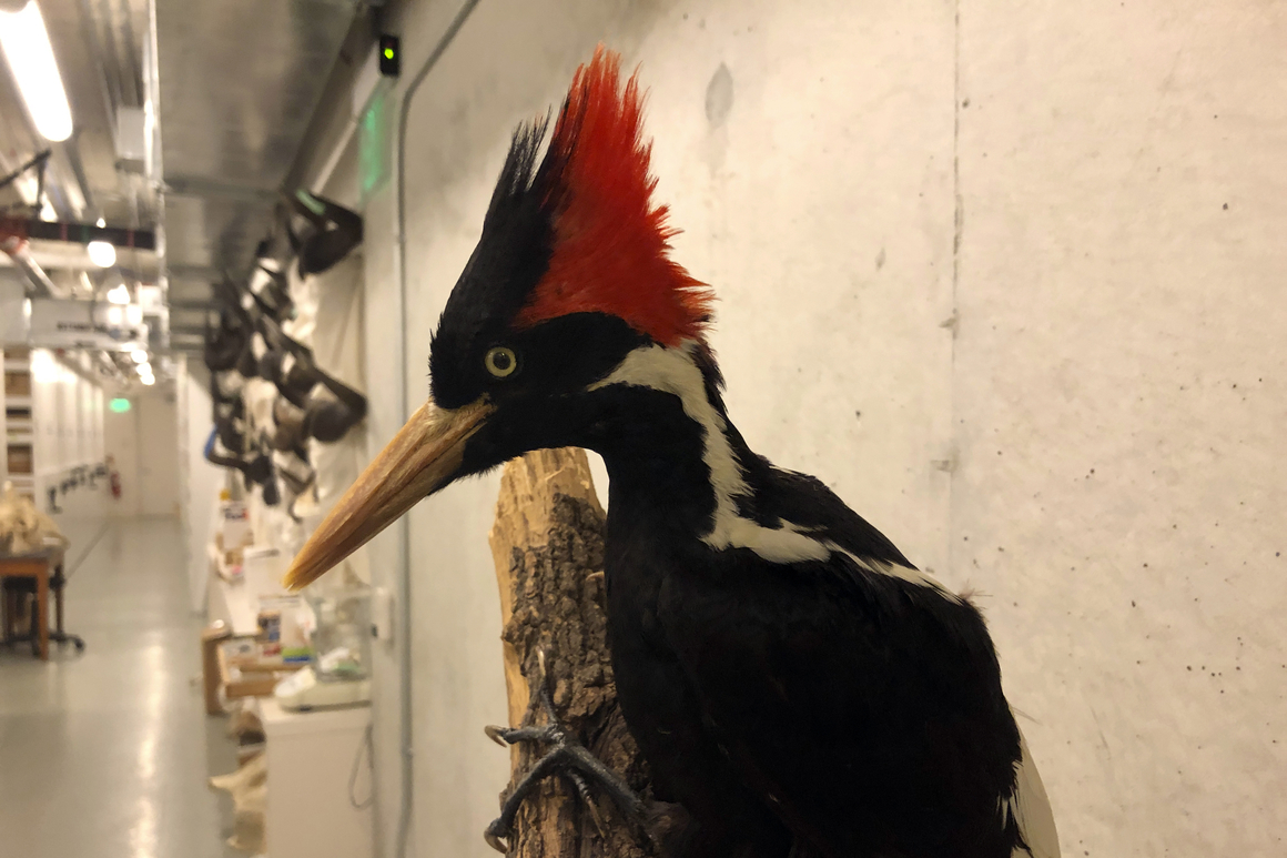 U.S. says ivory-billed woodpecker, 22 other species extinct