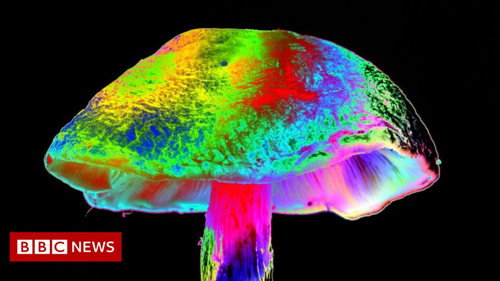 Boris Johnson to consider calls to legalise magic mushroom drug psilocybin