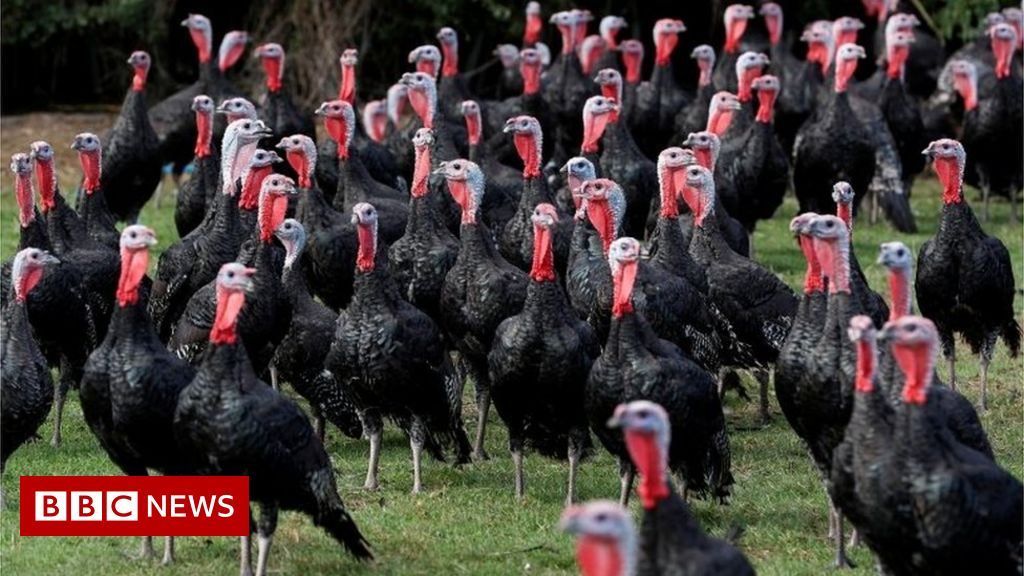 Christmas turkey shortage likely, farmers warn