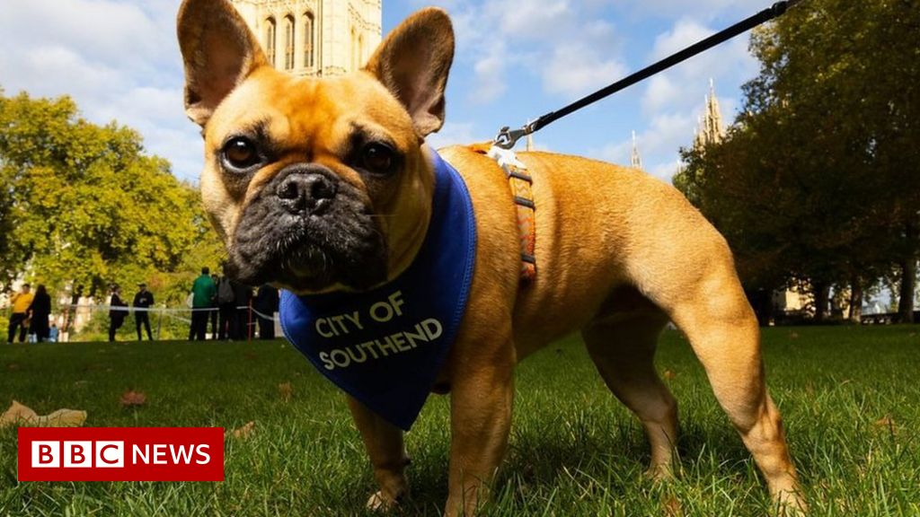 Sir David Amess’s dog wins Westminster award