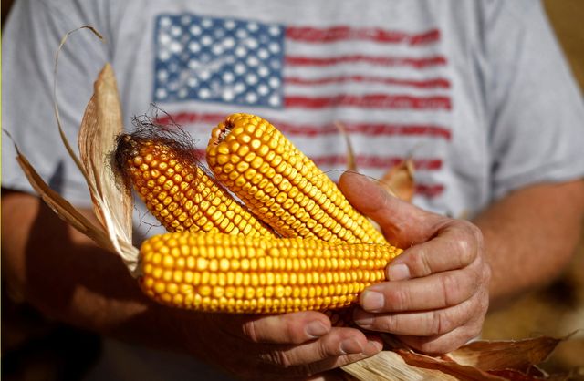 GRAINS-U.S. corn, soy futures rise on harvest setbacks; wheat mixed