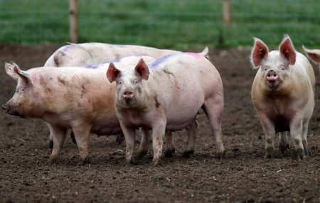 Buy British: UK pig farmers urge retailers to shun cheaper EU pork