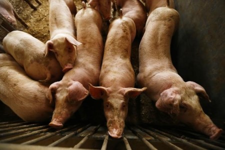 Save our pigs, British farmers demand as cull looms