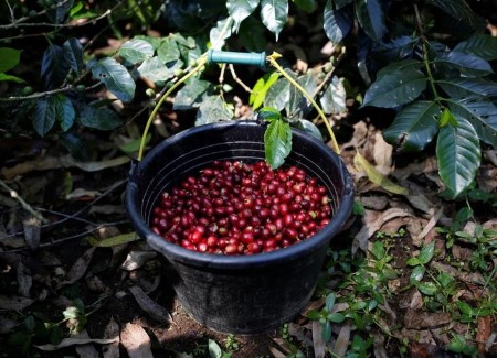 SOFTS-Arabica coffee prices rise, sugar and cocoa also up
