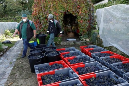 France raises 2021 wine output forecast, now seen 27% down on year