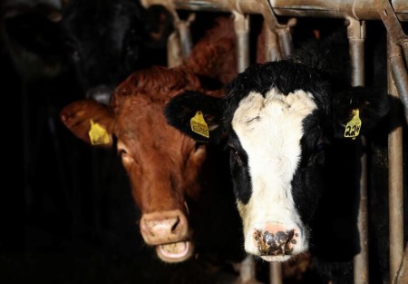 China renews ban on imports of some UK beef over ‘mad cow’ case