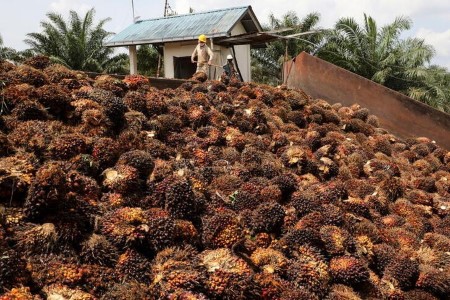VEGOILS-Palm oil falls from record high as Dalian rivals weaken