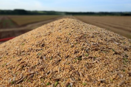 GRAINS-Soybeans rebound from 10-month low, USDA forecast caps gains