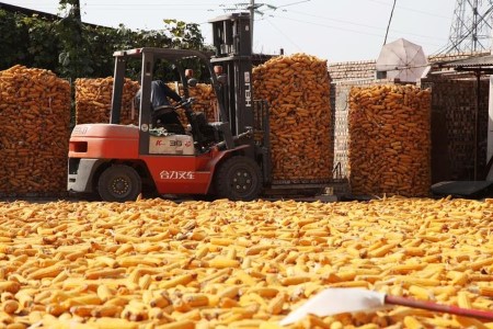 Chinese corn gets cheaper, regains lost share from wheat in feed rations