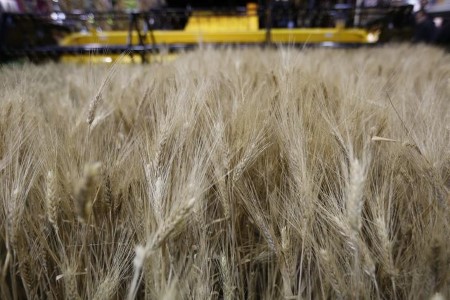 Paris wheat hits new highs as demand in focus