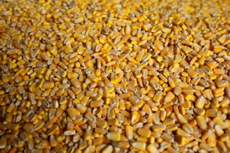 COLUMN-Funds hesitate to sell corn but their bullish soy bets dwindle -Braun