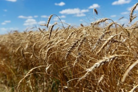 GRAINS-Wheat lingers near 2-month high on USDA crop condition report