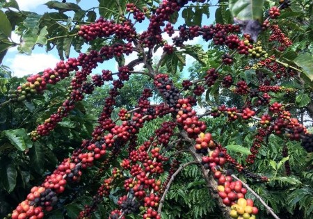 SOFTS-Robusta coffee hits 4-1/2 year high, arabica also up