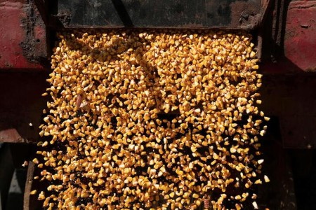 GRAINS-Corn, soy firm as harvest slows; wheat falls on profit taking