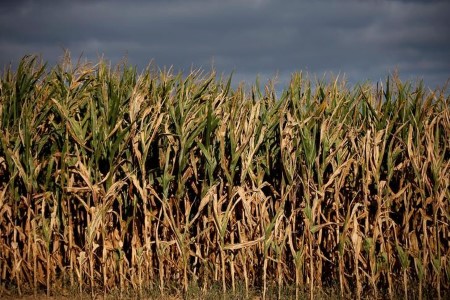 EU cuts 2021/22 maize, wheat crop forecasts