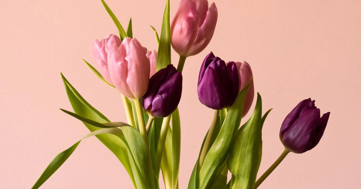 Solana-Based Yield Aggregator Tulip Raises $5M
