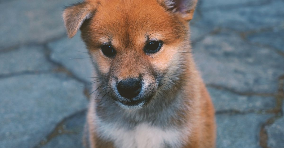 Why Shiba Inu Has Been More Resilient Than Some SHIB Haters Would Like to Admit