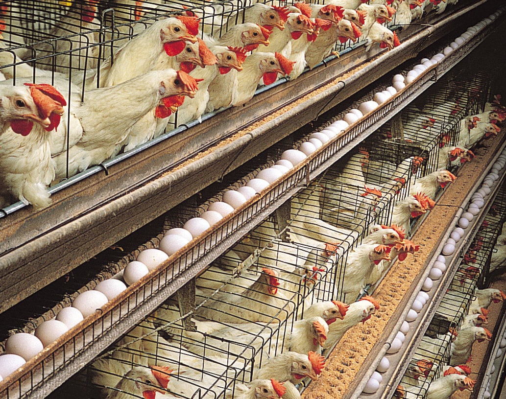 Poultry farmers attribute skyrocketing price of egg to insecurity, forex – The Sun Nigeria