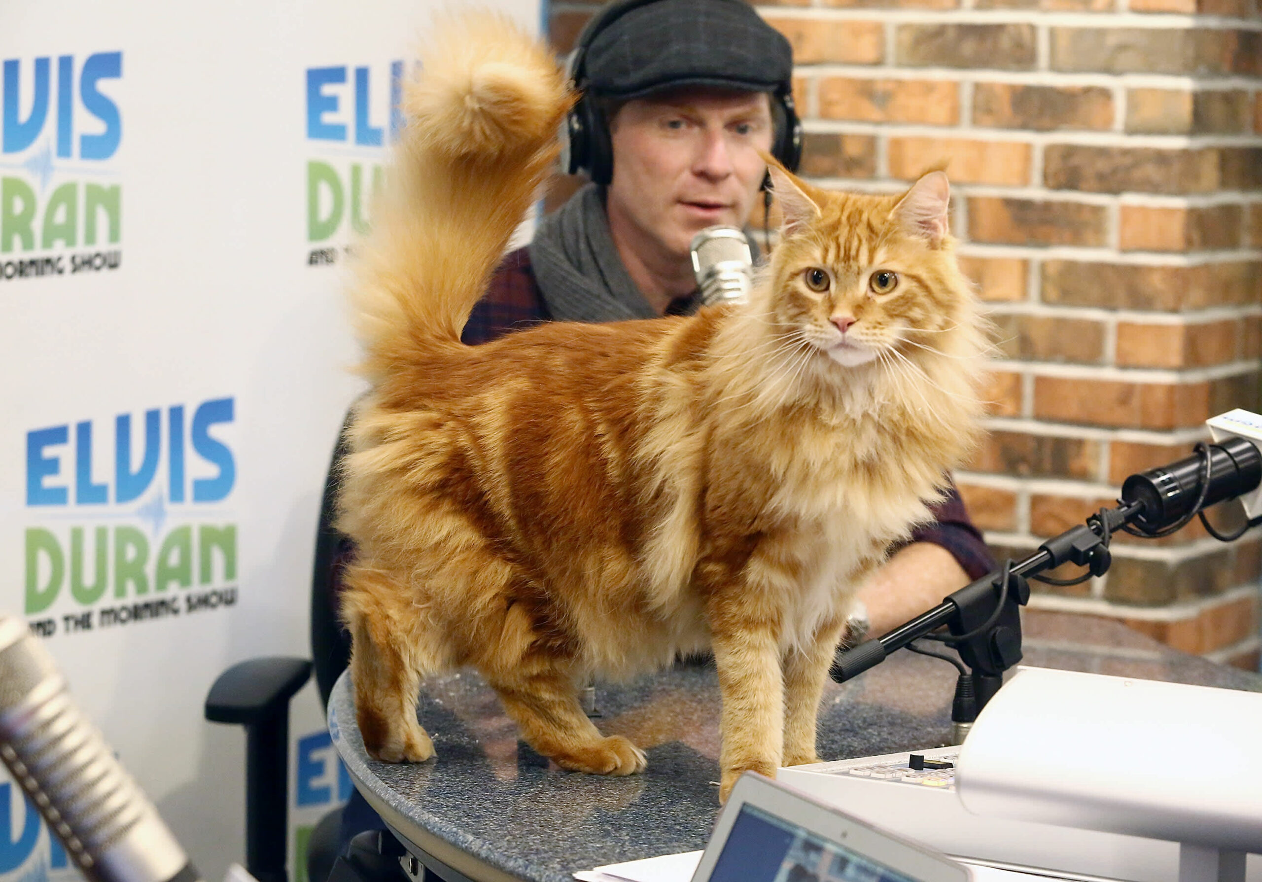 Why Chef Bobby Flay is now making food for cats