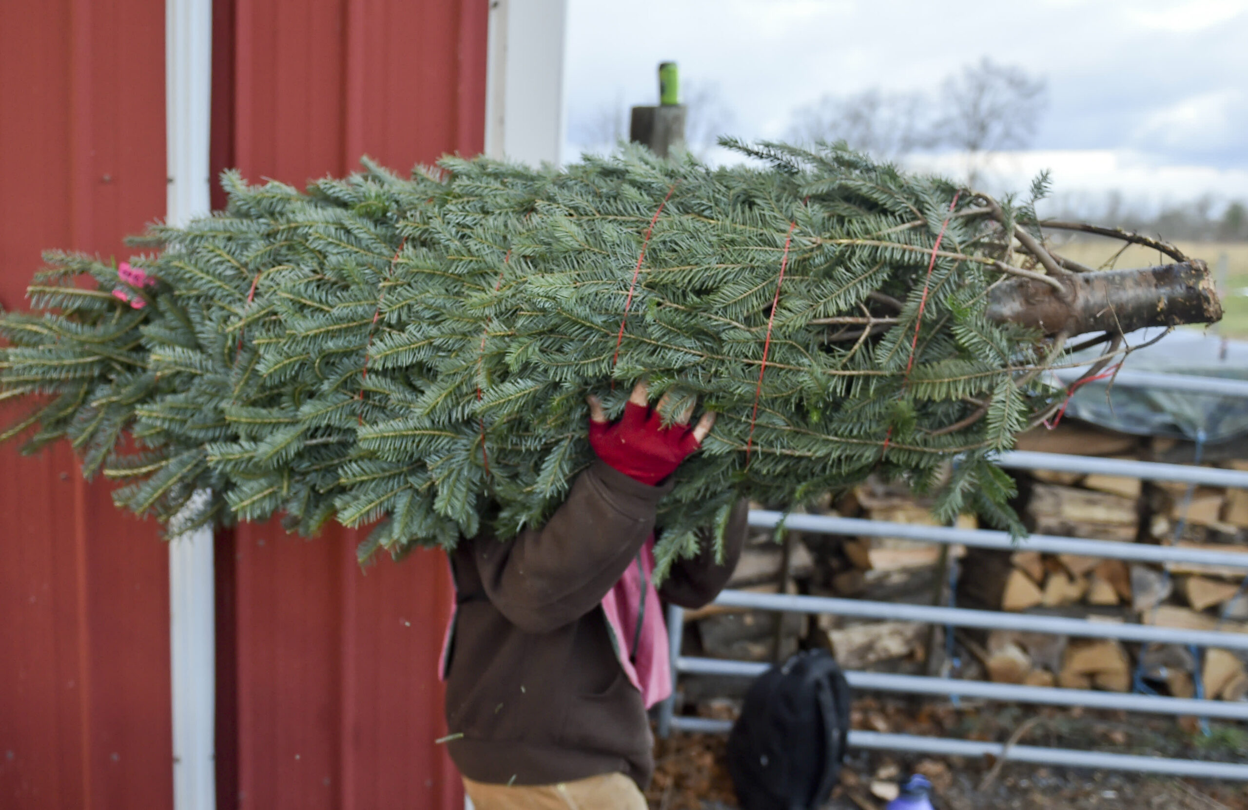 Christmas tree shortage because of supply chain issues, climate change